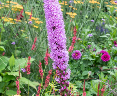 Liatris spicata tähkjas liatris