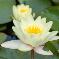 Nymphaea `Pygmaea Helvola` vesiroos (1)