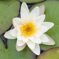 Nymphaea `Marliacea Albida` vesiroos (1)