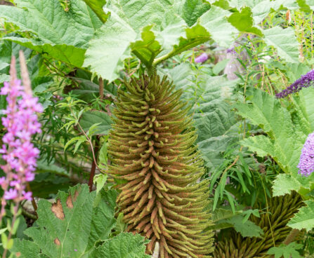 Gunnera