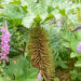 Gunnera