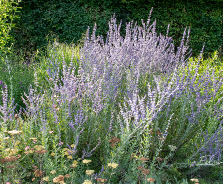 Perovskia atriplicifolia harilik perovskia (2)