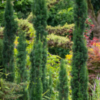 Taxus baccata `Green Column` harilik jugapuu