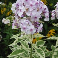 Phlox paniculata 'Darwin's Choice' Nora Leight aed-leeklill, nõrga talu