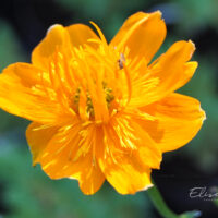 Trollius chinensis `Golden Queen` hiina kullerkupp (3)