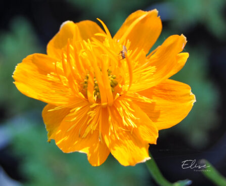 Trollius chinensis `Golden Queen` hiina kullerkupp (3)