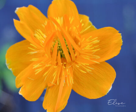 Trollius chinensis `Golden Queen` hiina kullerkupp (4)