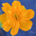 Trollius chinensis `Golden Queen` hiina kullerkupp (4)