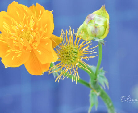 Trollius chinensis `Golden Queen` hiina kullerkupp (1)