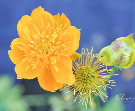 Trollius chinensis `Golden Queen` hiina kullerkupp (2)