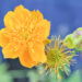 Trollius chinensis `Golden Queen` hiina kullerkupp (2)