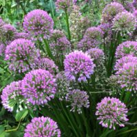 Allium Millenium lauk Dit.