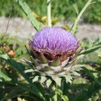 Cynara cardunculus hispaania artišokk Dit.