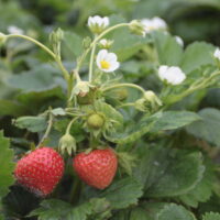 Fragaria Mara des Bois maasikas Dit.