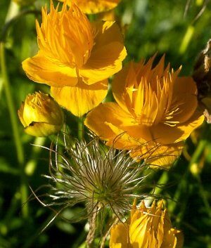 Trollius chin. Golden Queen hiina kullerkupp Dit.