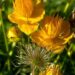 Trollius chin. Golden Queen hiina kullerkupp Dit.