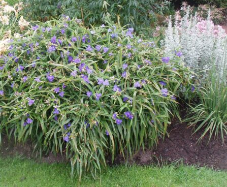 Tradescantia andersoniana, tradeskantsia