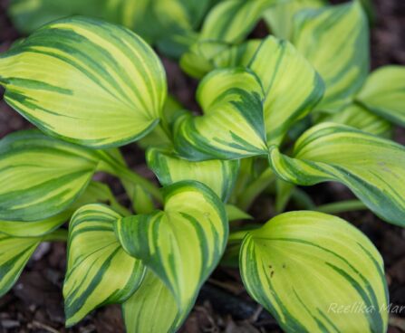 1829_8398_Hosta_Rainbows_End__2.JPG