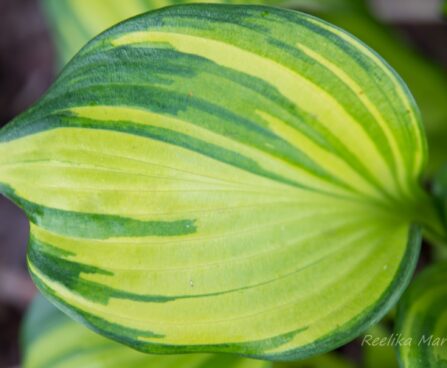 1829_8400_Hosta_Rainbows_End_.JPG