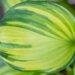 1829_8400_Hosta_Rainbows_End_.JPG