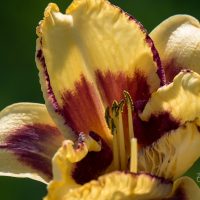 1856_9087_Hemerocallis_Blueberry_Cream_.JPG