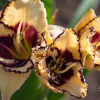 1869_9085_Hemerocallis_Moussaka__2.JPG