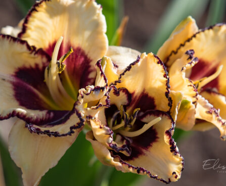 1869_9085_Hemerocallis_Moussaka__2.JPG