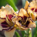 1869_9086_Hemerocallis_Moussaka_.JPG