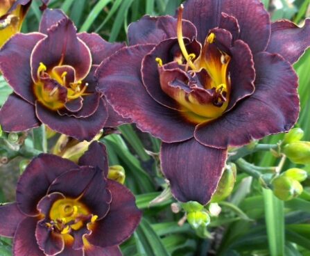 1875_6833_Hemerocallis_Voodoo_Dancer_Photo_Darwinplant.jpg