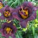 1875_6833_Hemerocallis_Voodoo_Dancer_Photo_Darwinplant.jpg