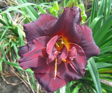 1875_6834_Hemerocallis_Voodoo_Dancer1_Photo_Darwinplant.jpg