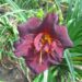 1875_6834_Hemerocallis_Voodoo_Dancer1_Photo_Darwinplant.jpg