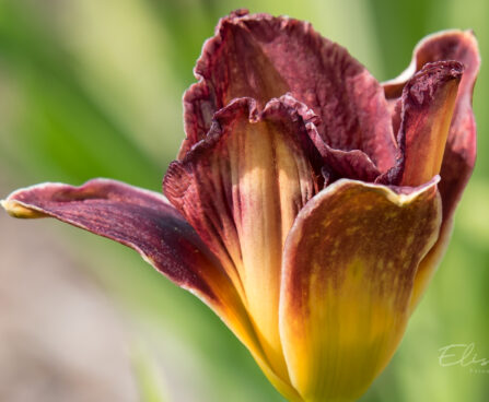 1875_9051_Hemerocallis_Voodoo_Dancer_.JPG