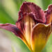 1875_9051_Hemerocallis_Voodoo_Dancer_.JPG