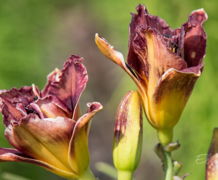 1875_9052_Hemerocallis_Voodoo_Dancer__2.JPG