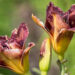 1875_9052_Hemerocallis_Voodoo_Dancer__2.JPG