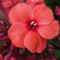 2155_7243_Phlox_paniculata_Tequila_Sunrise_Photo_Darwinplants.jpg