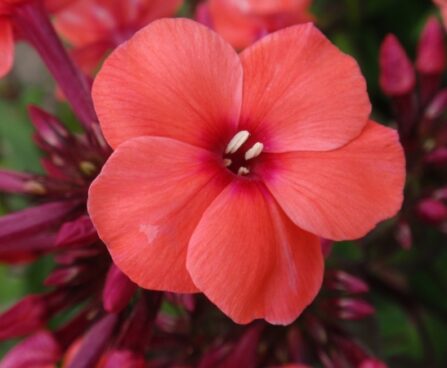 2155_7243_Phlox_paniculata_Tequila_Sunrise_Photo_Darwinplants.jpg