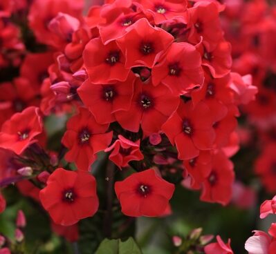 2155_7244_Phlox_paniculata_Tequila_Sunrise1_Photo_Darwinplants.jpg