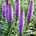 2619_7232_Liatris_spicata_Floristan_Violet1_Photo_Darwinplants.jpg