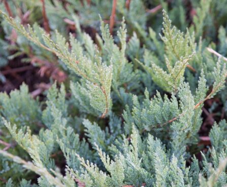 2736_6550_Juniperus_horizontalis_Blue_Chip.JPG