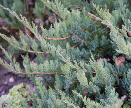 2736_6551_Juniperus_horizontalis_Blue_Chip1.JPG