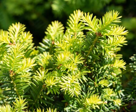 2757_10410_Taxus_baccata_Summergold__harilik_jugapuu.jpg