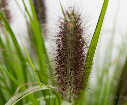 2951_6398_Pennisetum_alopecuroides_Black_Beauty.jpg