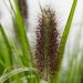 2951_6398_Pennisetum_alopecuroides_Black_Beauty.jpg