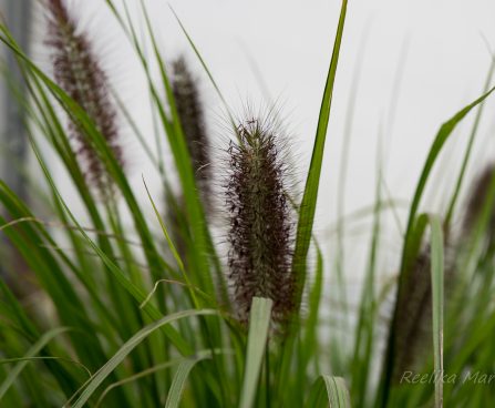 2951_6399_Pennisetum_alopecuroides_Black_Beauty_2.jpg