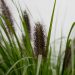 2951_6399_Pennisetum_alopecuroides_Black_Beauty_2.jpg