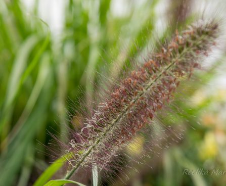 2951_6400_Pennisetum_alopecuroides_Black_Beauty_3.jpg