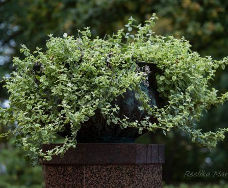 Helichrysum petiolare käokuld