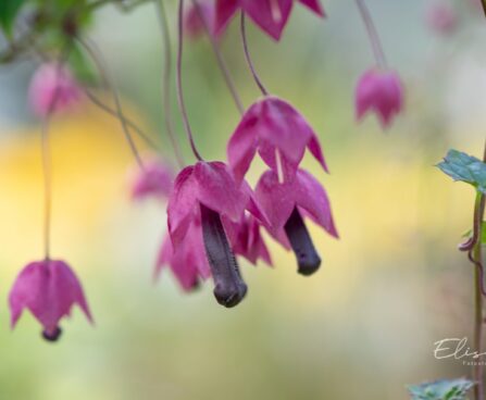 3339_10147_Rhodochiton_atrosanguineum_Purple_Bells__purpurvanik_3.jpg